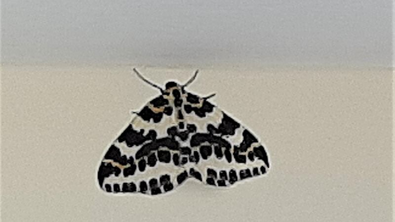 Magpie moth