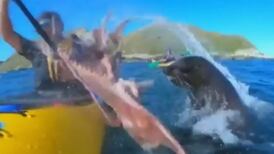 ‘Mate, what just happened?’ Seal slaps kayaker in face with octopus