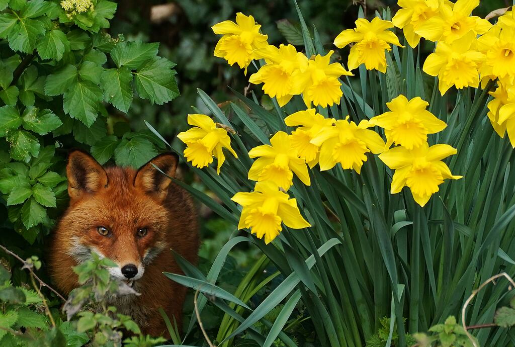 A fox among blooming daffodils on the banks of the Dodder River in Dublin. Photograph: Brian Lawless/PA