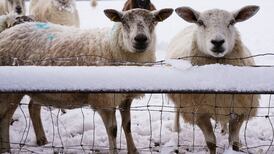 Cold snap to return next week with forecast lows of minus four overnight