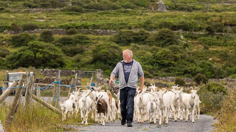 Meet the goats, taste the cheese, hand-harvest seaweed on the Arans Islands food tour