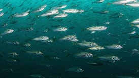 Images and music mark pioneering work of Irish marine biologist Maude Delap