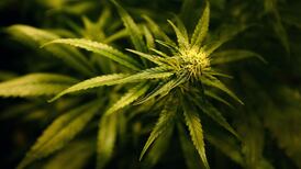 Free vote on medicinal cannabis law  for Independent Alliance