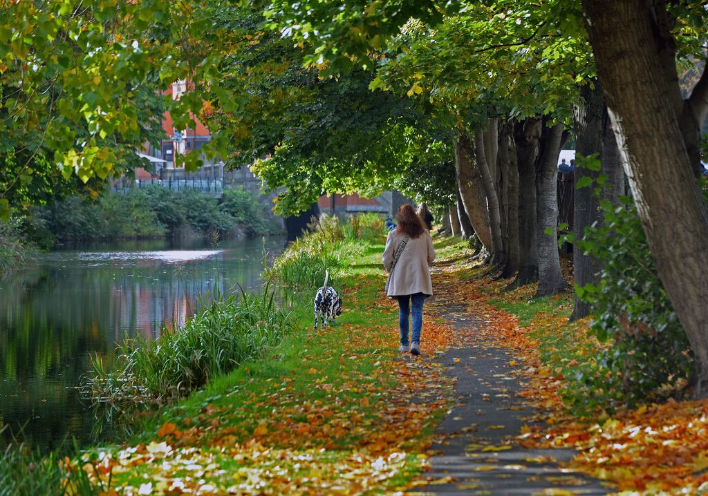 New beginnings: falling leaves, for me, herald the start of a season of fresh opportunities. Photograph: Eric Luke