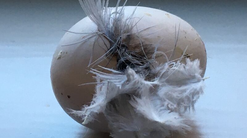 Collared dove egg found in Co Wicklow.