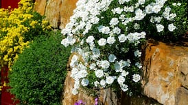Gardening: Carpet walls with plants that love nooks and crannies