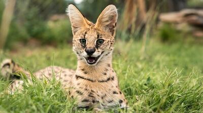 Savannah cat