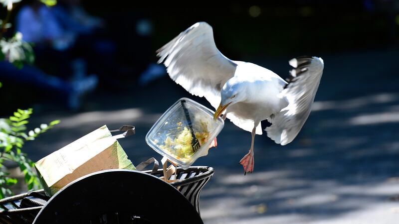 A herring gull grabs a bite in St Stephen’s Green. Photograph: Cyril Byrne