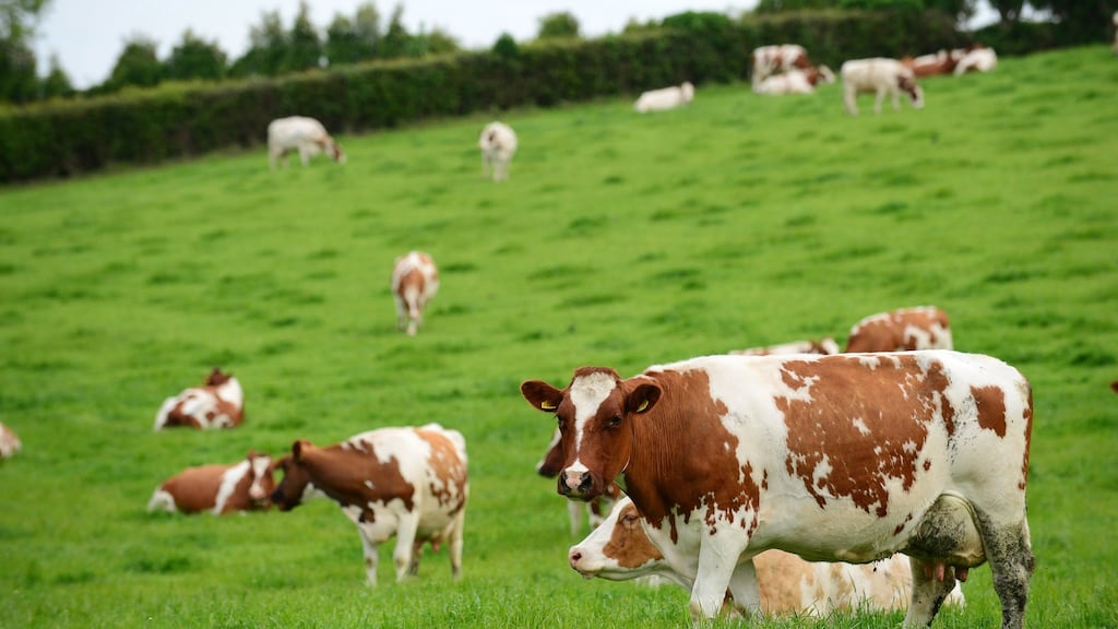 Enfer rose to prominence in the early 1990s when it developed a test for BSE, or so-called Mad Cow Disease. Photograph: Ciara Wilkinson