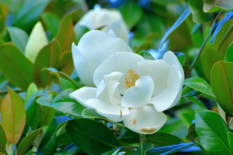 Magnolia grandiflora, commonly called Southern magnolia. Photograph: Getty