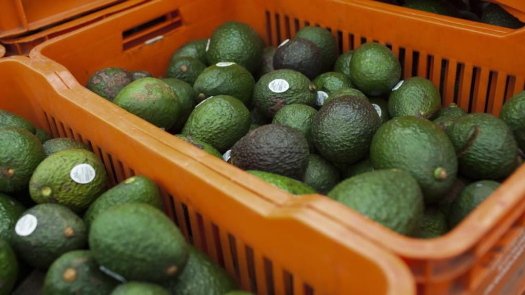 The only avocados available in New Zealand are grown in the country, and in 2015 alone, an additional 96,000 New Zealand households began purchasing the fruit. Photograph: Brett Gundlock/Bloomberg via Getty Images