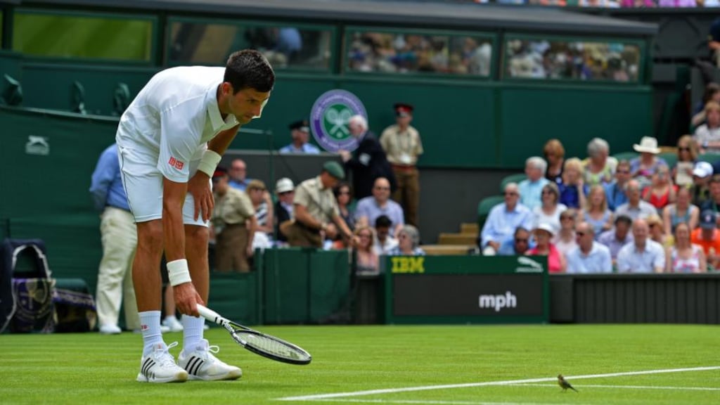 Serbia’s Novak Djokovic tries to shoo a bird from the court during his men’s singles first round match against Germany’s Philipp Kohlschreiber on day one of the 2015 Wimbledon Championships. Photograph: Glyn Kirk