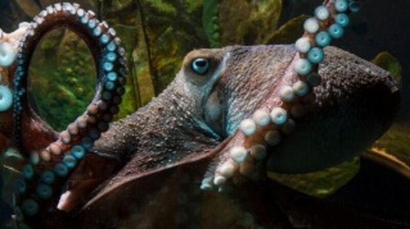 An undated handout photo of Inky the octopus at National Aquarium of New Zealand in Napier. Aquarium keepers noticed Inky had escaped when they came to work and discovered that he was not in his tank in early 2016. Photograph: National Aquarium of New Zealand via The New York Times