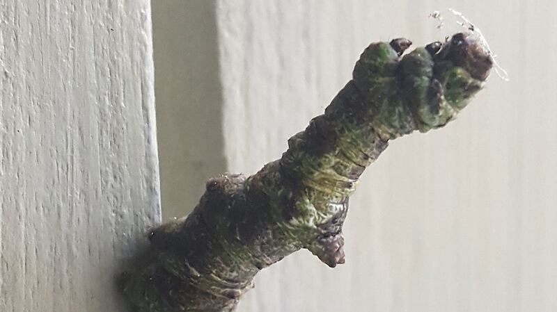 This twig-like creature is the caterpillar of the early thorn moth. It resembles a twig as camouflage during the day and it feeds at night.