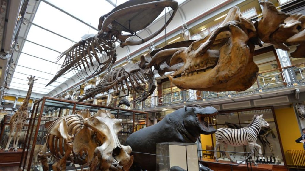 The Natural History Museum on Dublin’s Merrion Square. File photograph: Alan Betson/The Irish Times