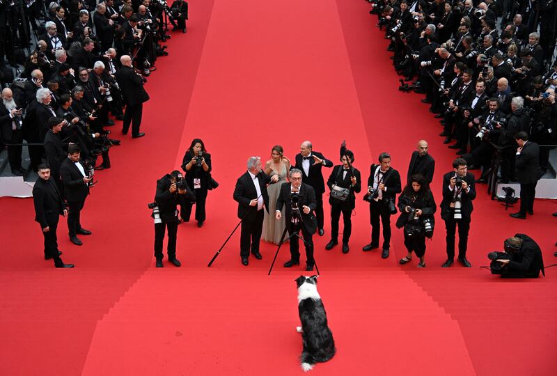 Messi, the dog star of 2023 Palme d’Or and Oscar winning film Anatomy of a Fall. Photograph: Antonin Thuillier/AFP