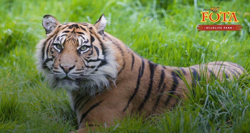 SFTW: Fota Wildlife Park