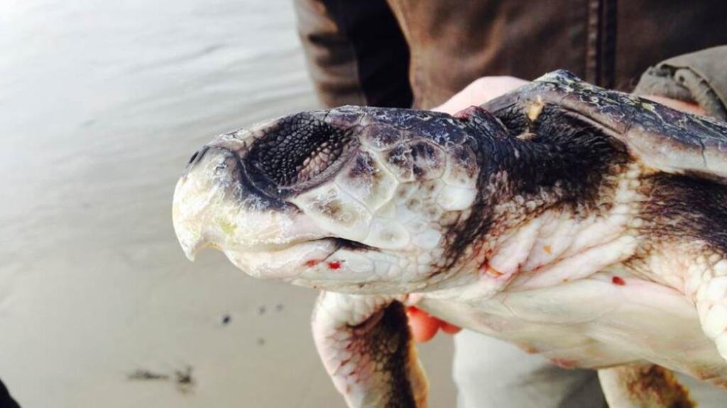 The Kemp’s Ridley turtle has been described as the world’s smallest and most endangered sea turtle. Photograph: Aoife Flynn
