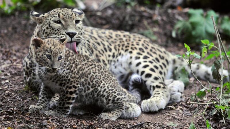 Only a handful of Caucasian leopards survive in Armenia, and the entire population may be less than 1,000