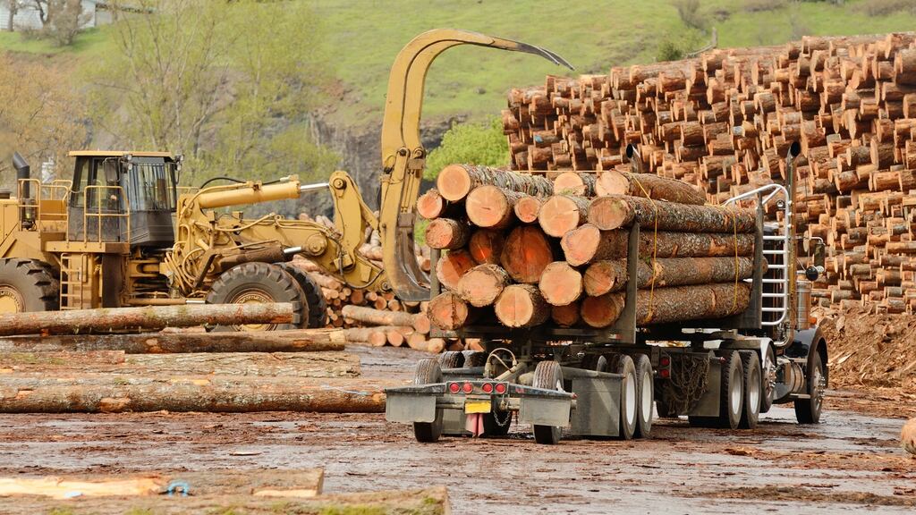 Delays in issuing licences needed to plant, cut and transport trees have been squeezing the Republic’s timber industry for three years