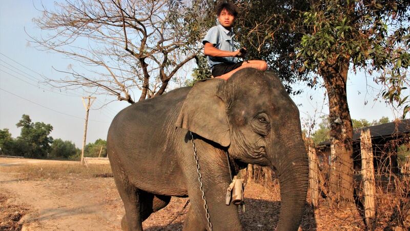 Wingabaw conservation camp is also home to adult elephants that worked previously in logging. Photograph: Stephen Starr