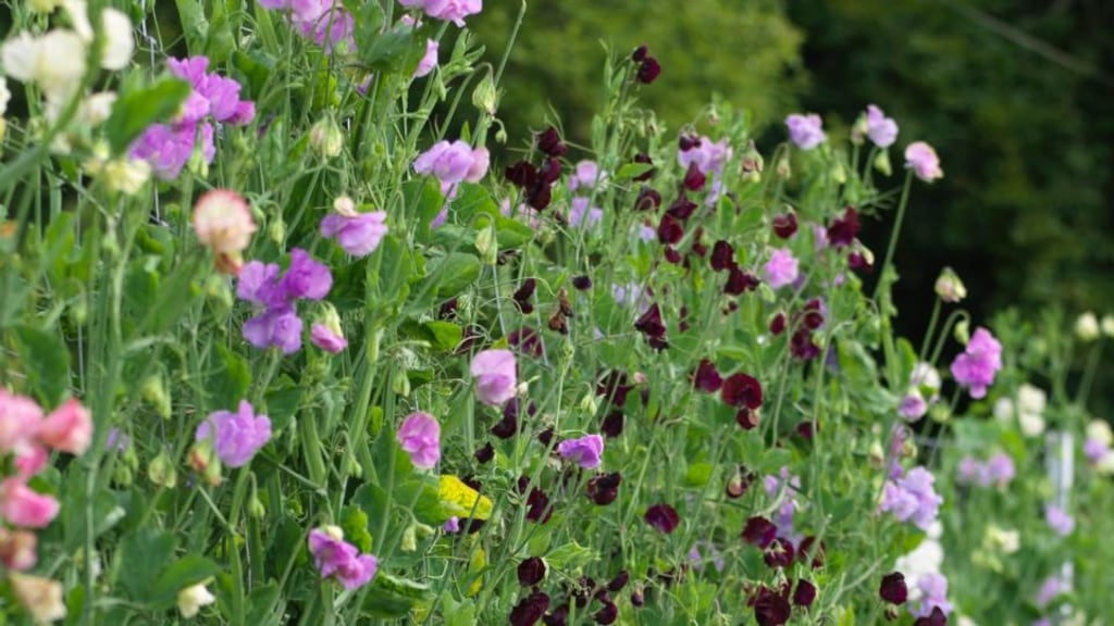 Delicate flowers: no summer garden is complete without sweet pea’s ruffled, ephemeral beauty. Photograph: Richard Johnston