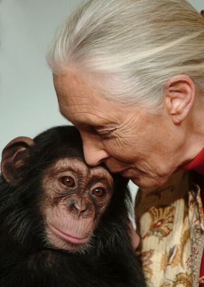 Jane Goodall kisses Pola, a 14-month-old chimpanzee baby from Budapest Zoo that she symbolically adopted. Photograph: Bela Szandelszky/ AP