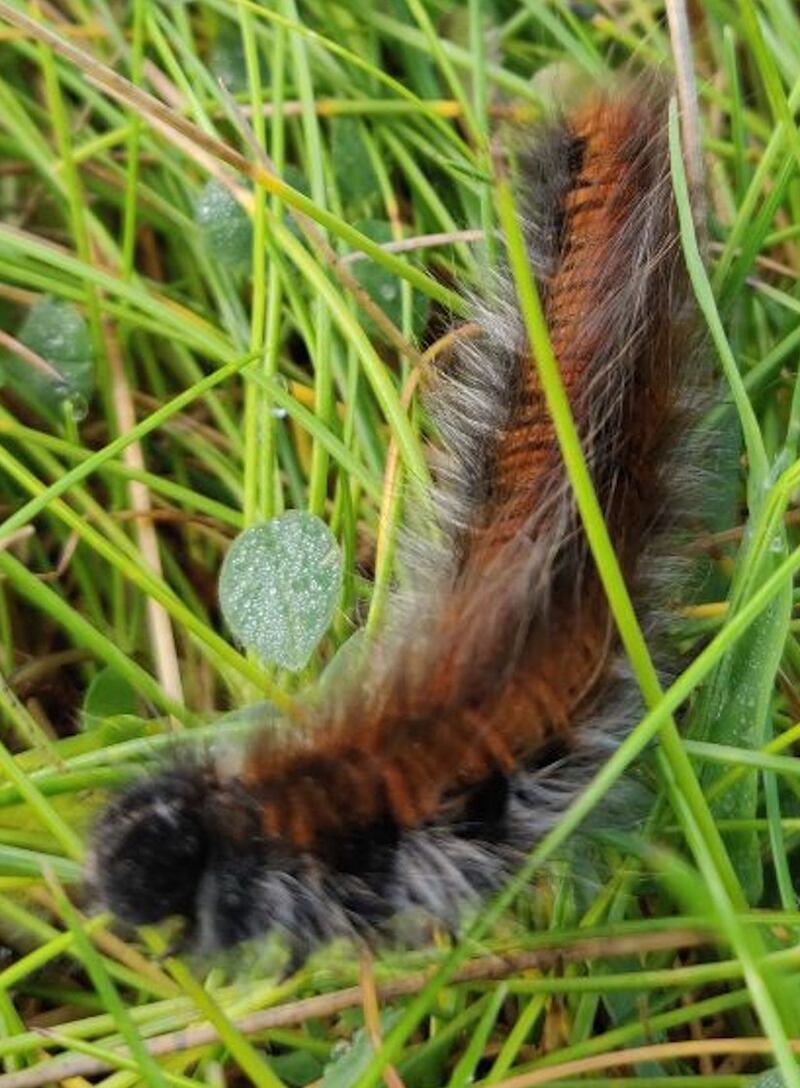 The caterpillar of the fox moth