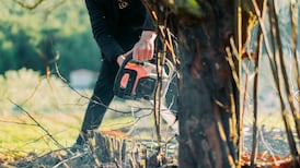 My neighbour has cut down my trees. What can I do?