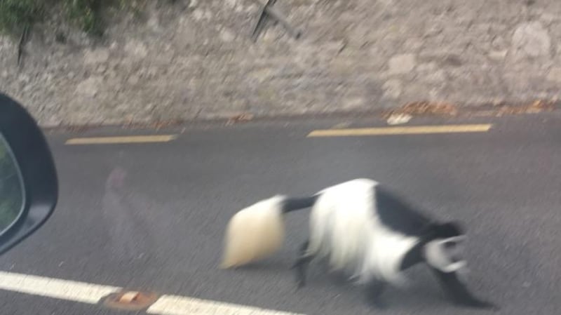 Cheeky Chops photographed in Cork during his escape from his enclosure. Photograph: Caitriona O’Mahony