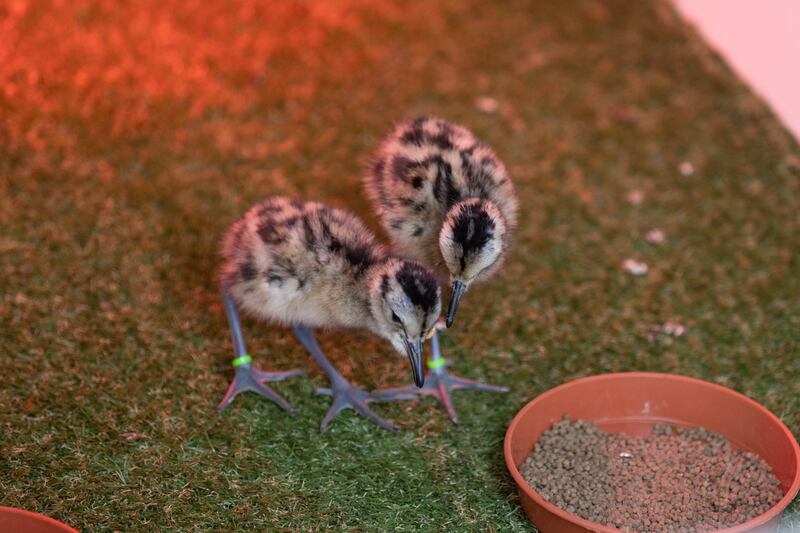 Two of the curlew chicks which hatched at Fota Wildlife Park. Photograph: Darragh Kane