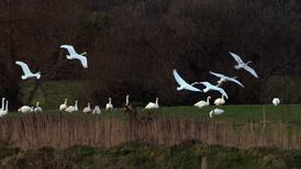 No-deal Brexit a threat to nature in Ireland, committee hears