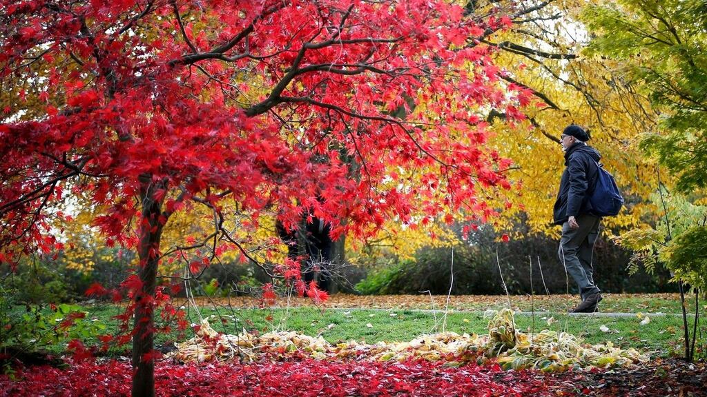 A man walks past a deciduous tree in Glasgow’s Botanic Gardens. Photograph: Jane Barlow/PA