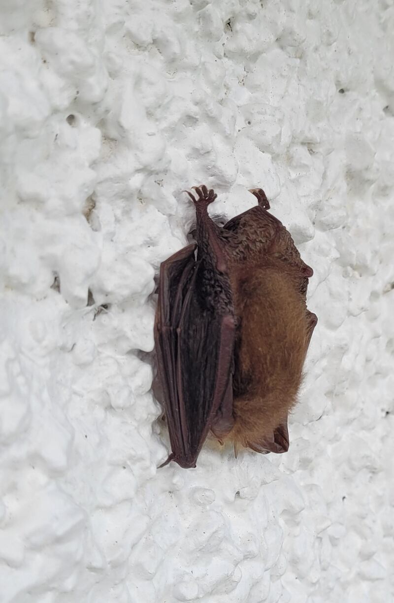 Leisler’s bat, supplied by David Kennedy