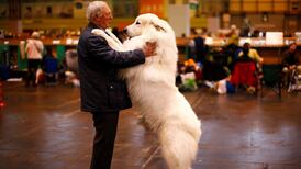 Irish fossil explains how dogs became man’s best friend