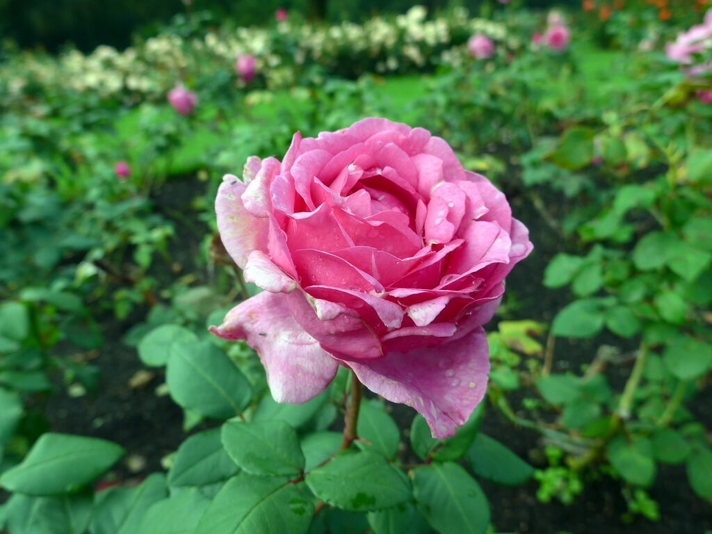 Bear in mind that 'rose sickness' can be an issue in older gardens
