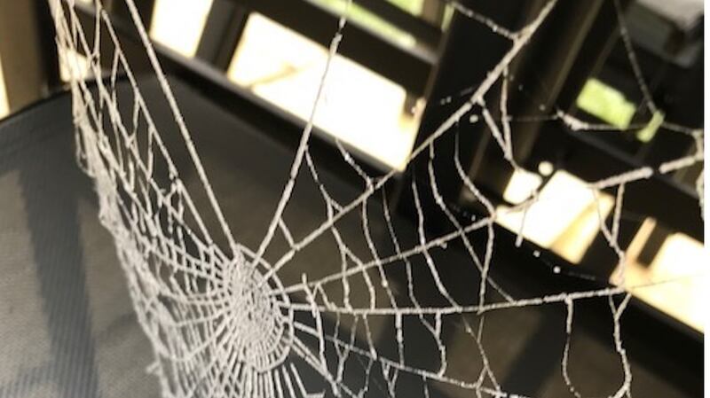 Garden spider cobweb