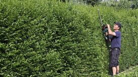 How can I get my neighbour to cut his Leylandii hedge?