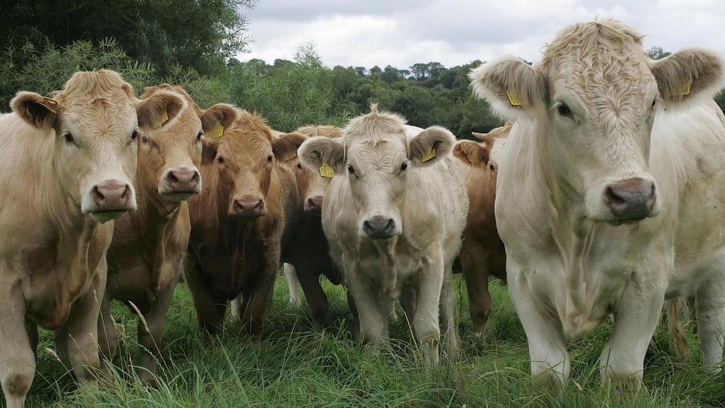 Beef cattle in Kilkenny. Photograph: Brenda Fitzsimons/The Irish Times