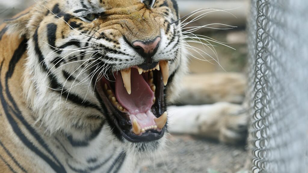 Zoo staff euthanised the tiger with sedative darts so that emergency workers could enter the enclosure, Stock photograph: EPA