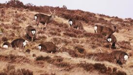 Hungry herbivores without predators deliver us the real Bambi Thug