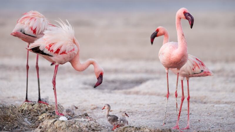 Flamingos with chicks on Lake Natron. Photograph:  Darren Williams/Silverback Films/BBC