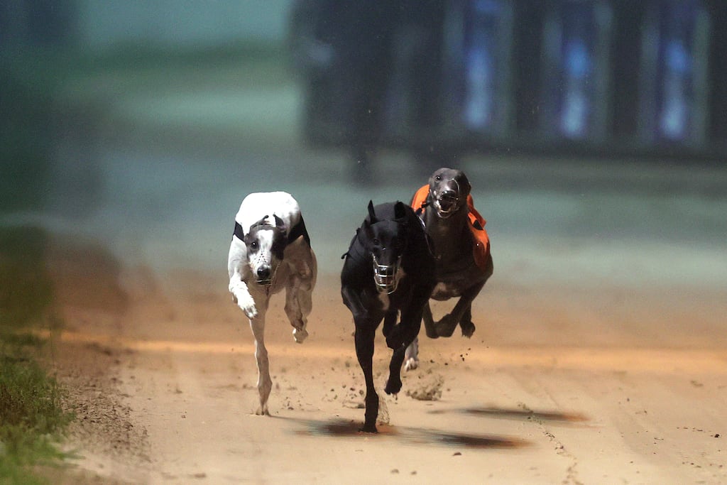 Sinn Féin’s Dessie Ellis has called for a ban on surgical artificial insemination of greyhounds, which he said is already banned in countries like the UK, Sweden and the Netherlands. Photograph: Laszlo Geczo/INPHO
