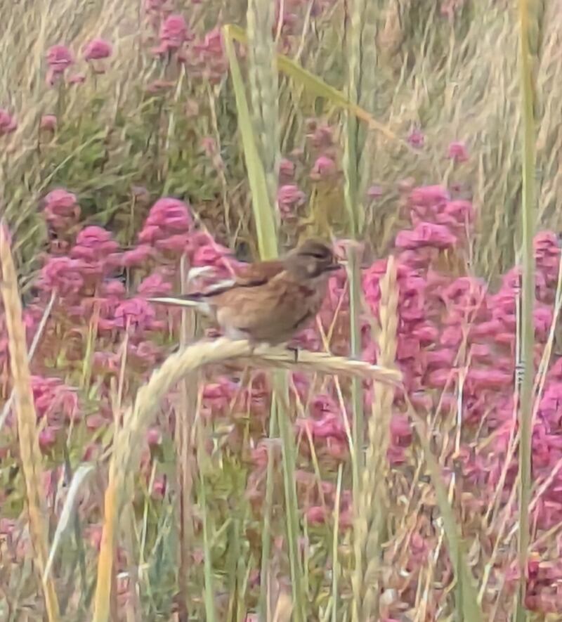 Linnet. Photograph supplied by S Woods
