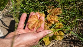 Sycamore Gap: New shoots give hope iconic UK tree lives on