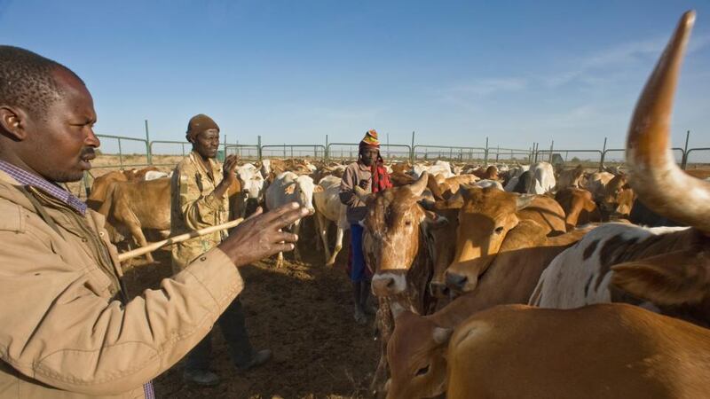 Early morning head count of cattle before Masai herders release them from the boma. Photograph: Lar Boland