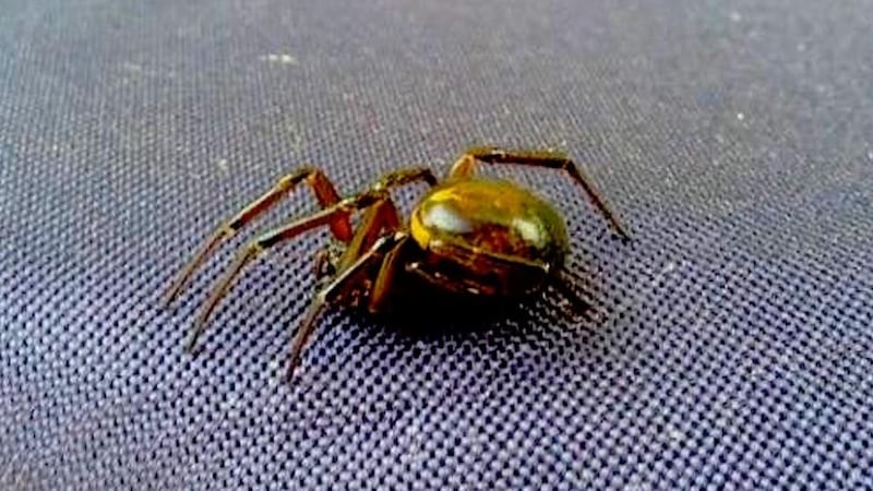 Eyes on nature: the false widow spider that Joe O’Neill saw