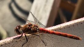 What is this insect that landed on my Kindle? Readers’ nature queries