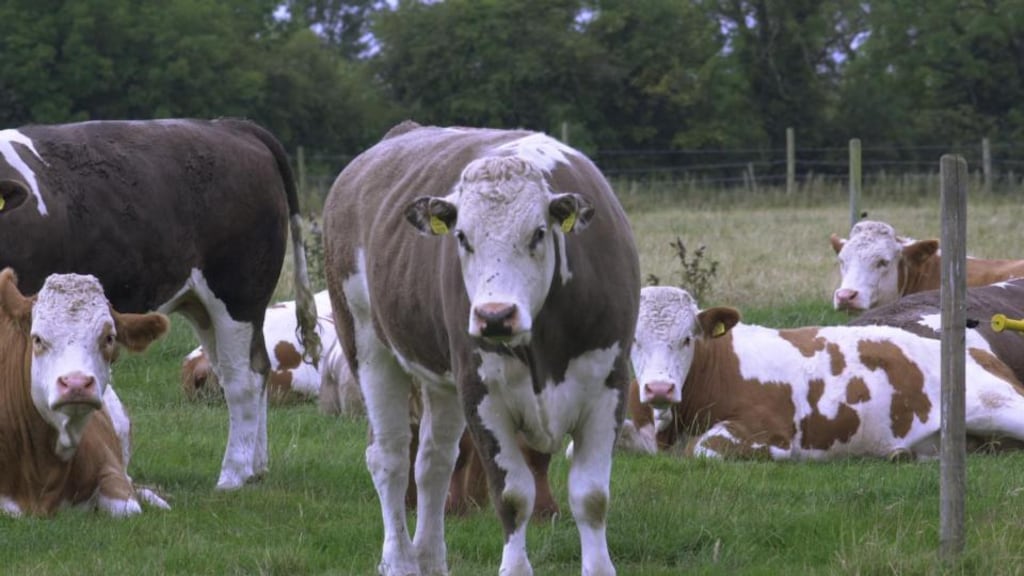 Japan’s decision to end the 13-year-old beef ban was announced following Mr Kenny’s meeting with Japan’s Prime Minister Shinzo Abe. “Clearly the platform exists in Ireland to conclude a deal with China in due course also,” Mr Kenny said after the meeting. Photograph: Ruth Hauge.