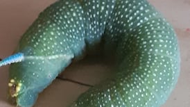 What is this unicorn caterpillar? Readers’ nature queries